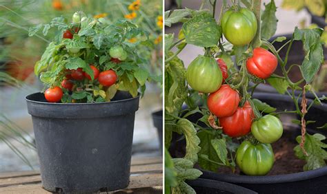 Odla tomater i kruka